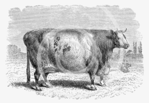 Cows Png