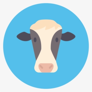 Breed Of Cows - Cattle