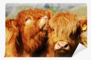 Taurine Cattle