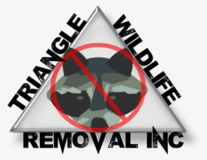 If You Are Facing An Attic Bat Removal Property Inspection - Triangle Wildlife Removal & Pest Control, Inc.