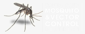 Anti Mosquito