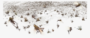 Plagueday - Locust Swarm Png