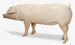 Dna Genetics Line 400 Landrace - Landrace Pig Png