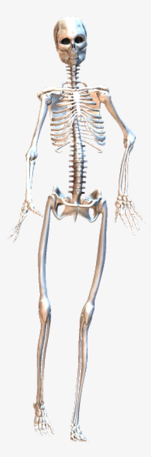 Skeleton Walking 1 - Skeleton