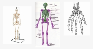 The Skeletal System Is A System That Acts Like Protection - Bones Make Up The Axial Skeleton