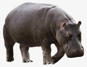 Transparent Animals Hippopotamus - Hippopotamus Png