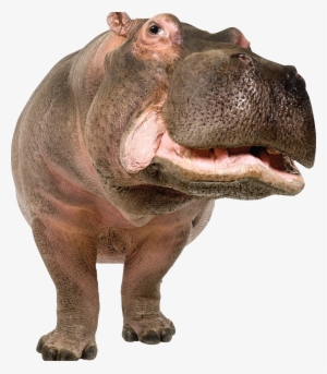 Hippo Png