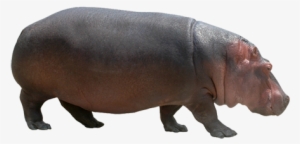 Hippo Png - Hippo Images On Png