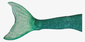 Share This Article - Mermaid Tail Transparent Background