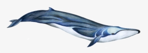 Fin Whale - Que Es Un Rorcual