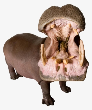 Hippo With Mouth Open Png Image - Leather Animals Importers In Usa