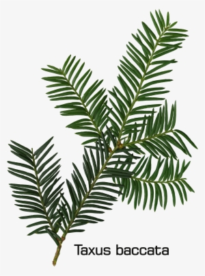 Taxus Baccata Twig - Drawing