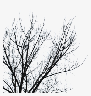 Dead Tree Branches Transparent