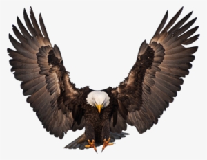 Eagle Vector Png Águia Psd, Vetor - 1st 48 The Release - Cd