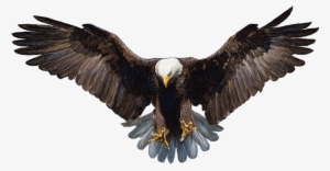 Eagle Vector Png