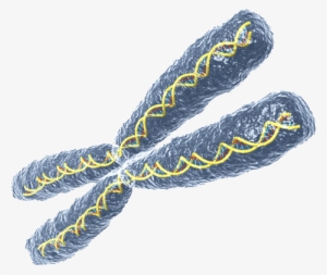 Banner Download Chromosome Drawing Transparent - Chromosome Png