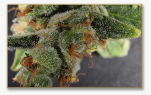 Greenhouse - Smoking Cannabis Ruderalis