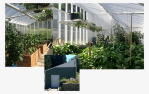 Our Greenhouse Produce - Greenhouse