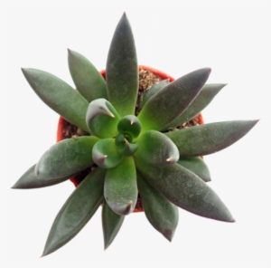 Echeveria 'black Knight' P5 - Echeveria