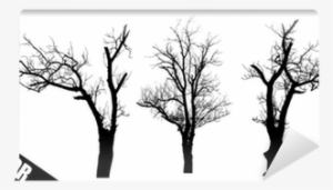 Vector Graphics