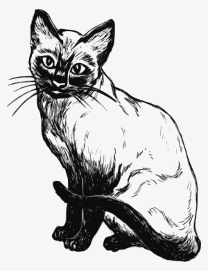 Cat, Drawing, Sitting, Pet, Animal, Tail, Mammal - Desenho De Gato Siames