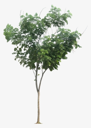 Vegetation Drawing Tree - Png Vegetacion