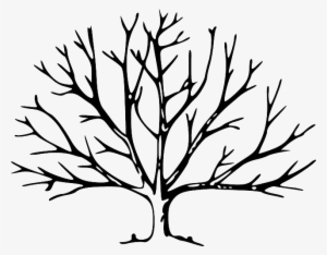Branches, Plant, Tree, Vegetation, Winter - Trees With No Leaves