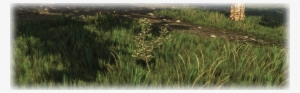 Marsh Drawing Vegetation - Sweet Grass