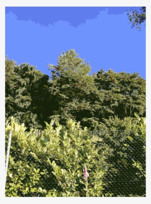 Vegetation Clipart Vegetation Shrubland Forest - Vegetation