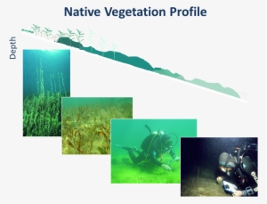 Native Vegetation Profile - Underwater
