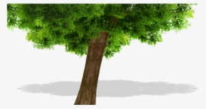 Tree - Nature Art Original Landscape Paintings