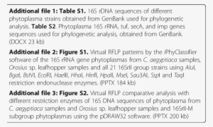 Almond Witches' Broom 'ca - Number
