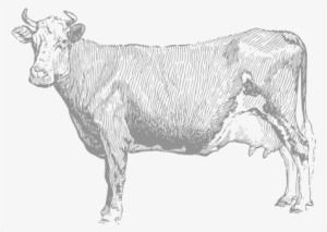 Vintage-cattle