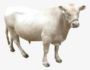 About Our Cattle - Dairy Cow