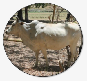 As Of 01 July 2018, The Total Cattle Inventory Was - Brahman And Carabao Are Philippines