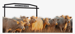 ©2017 Western Livestock Auction - Cattle