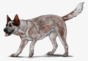 Australian Cattle Dog - Australian Cattle Dog Png