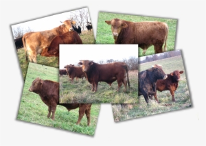 Cattle