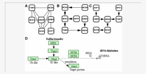 Comparison Of Urmylation Pathways - Diagram