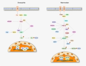 Hippo Signal Pathway - Phosphorylation