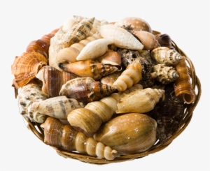 Genuine Seashell Assortment