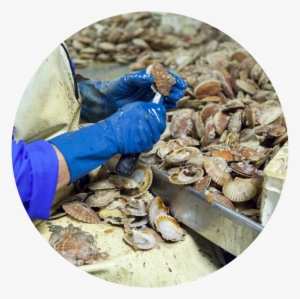 Shells - National Park