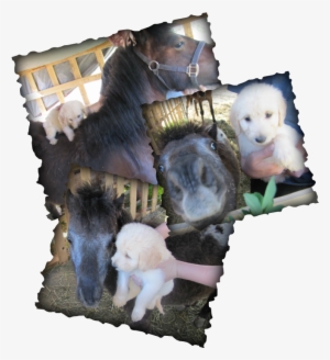 Picture - Pony