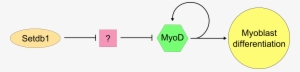 Proposed Stdb1-myod Pathway