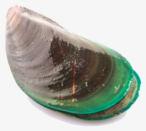 Mussel Png Transparent Picture - Perna Viridis