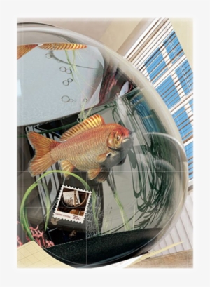 Let Me Try Explaining To You In Simple Words What His - Carp