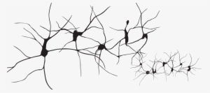 Drawing Neuron Hematospermia Organ - Neurons Png