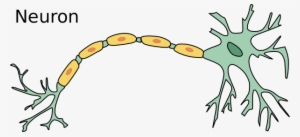Neuron Transparent - Do Neurons Divide