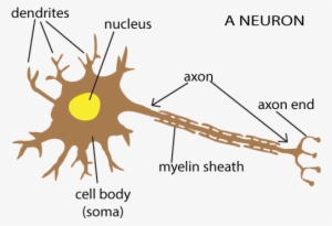 The Snappy Synapse - Appearance Of Neuron
