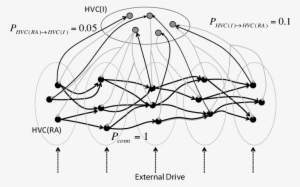 Hvcra Neurons Black Circles Form Successive Group - Circle